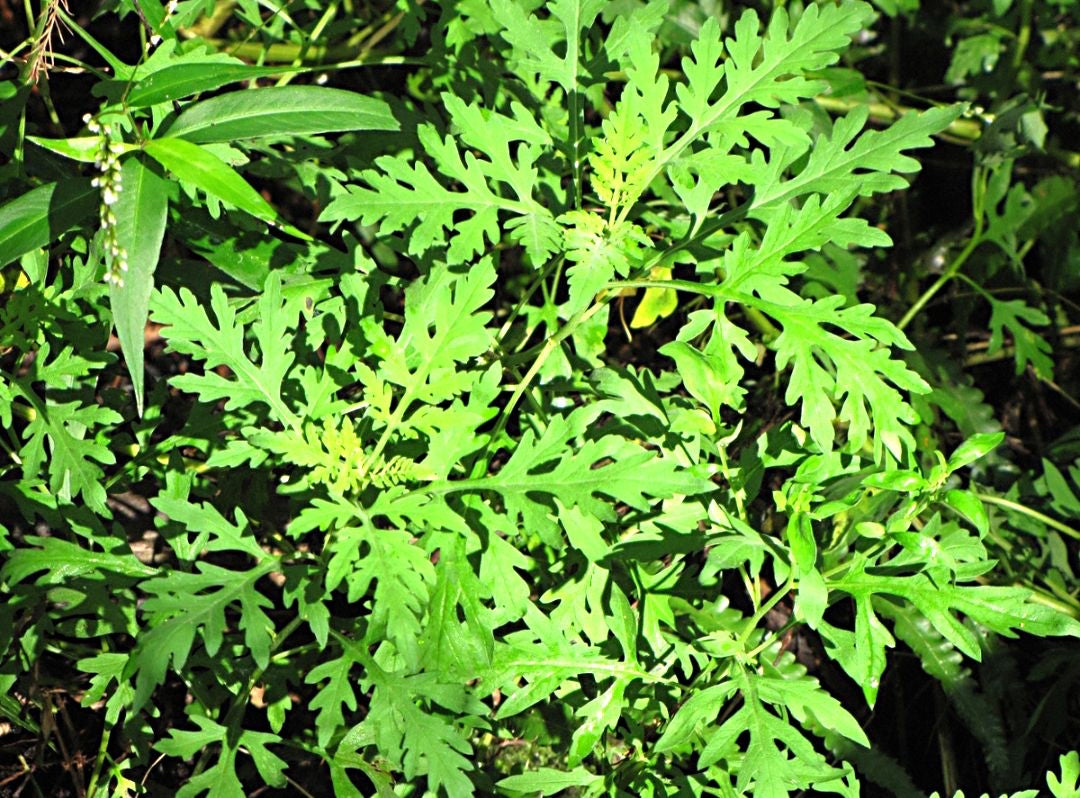 Ragweed (Ambrosia) Tincture / Hay Fever