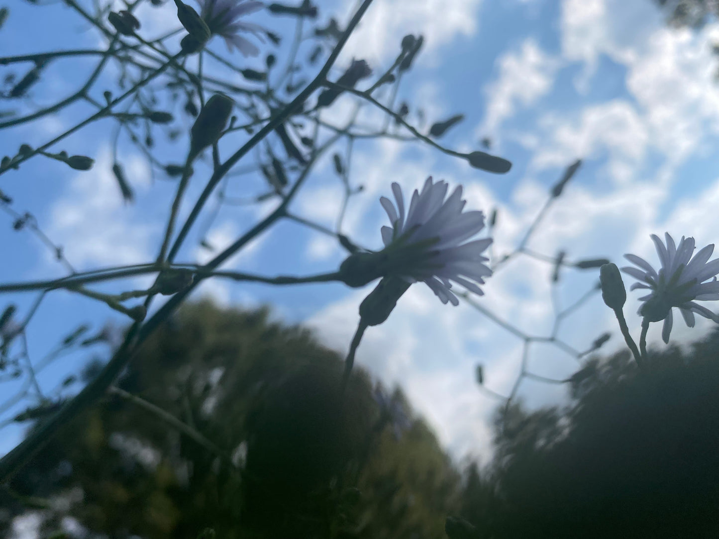 A Gift of Nature
