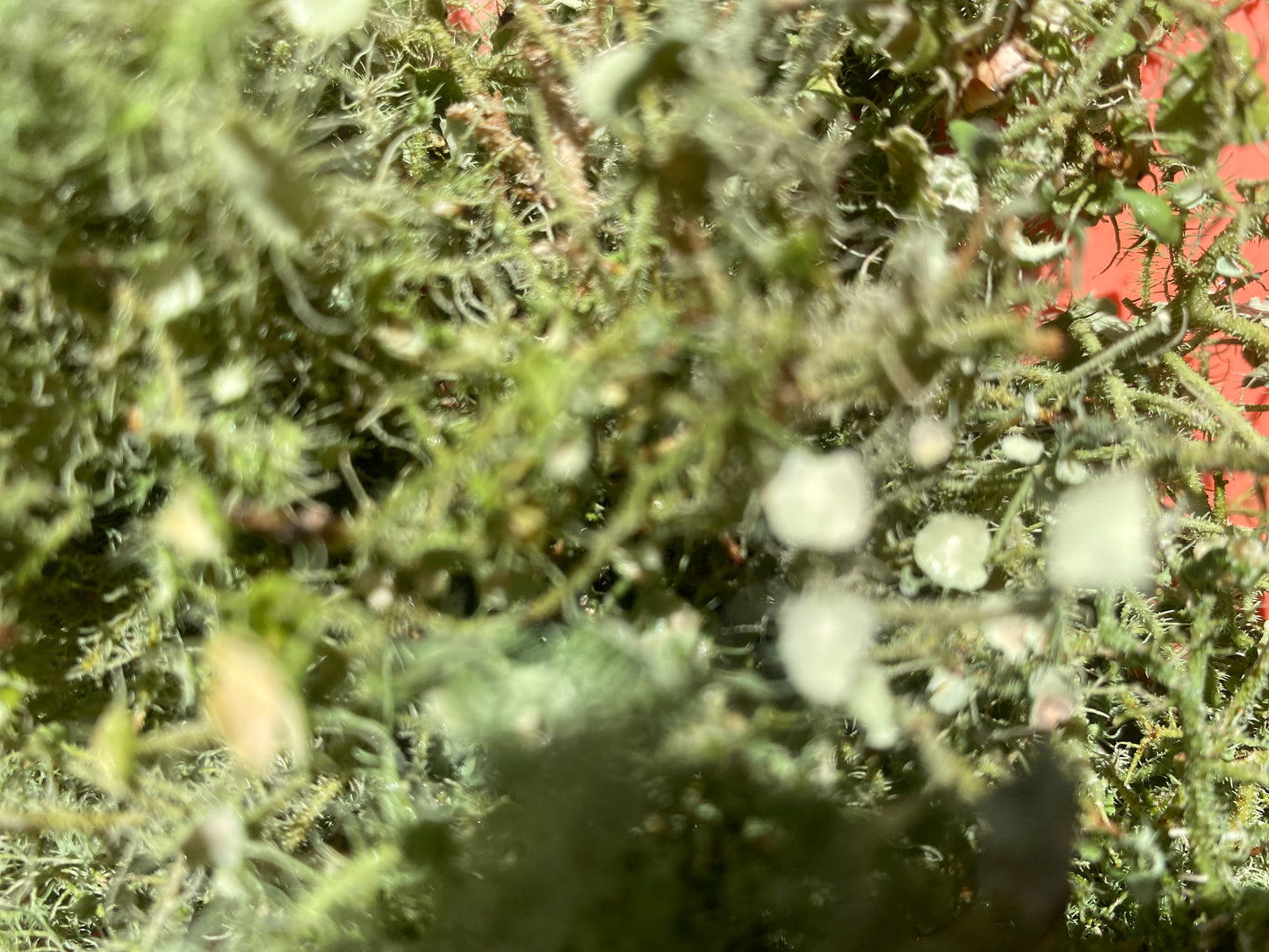 -Back In Stock!- Natures Antibiotic - Usnea (Old Man’s Beard)