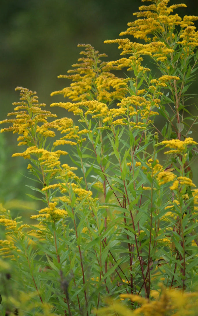 Goldenrod (Solidago)