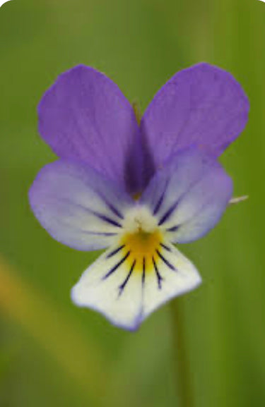 Wild Pansy Tincture