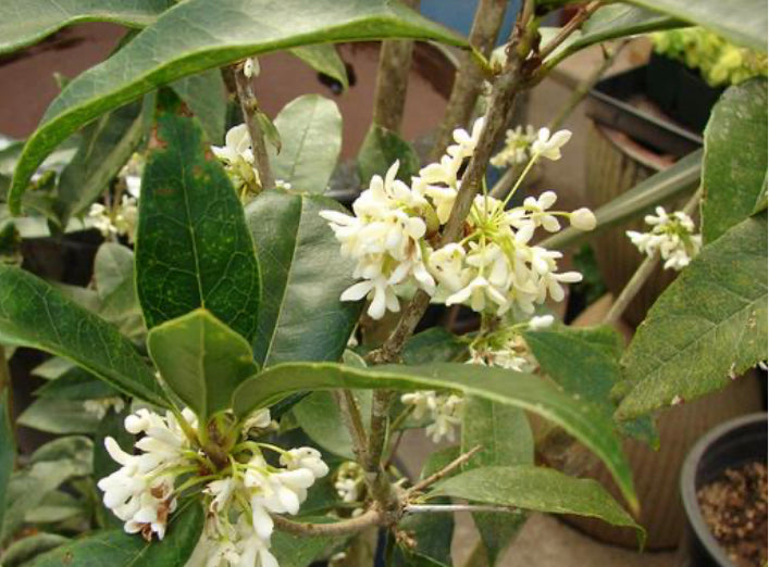 ~SOLD OUT~ Sweet Olive (Osmanthus) Tincture