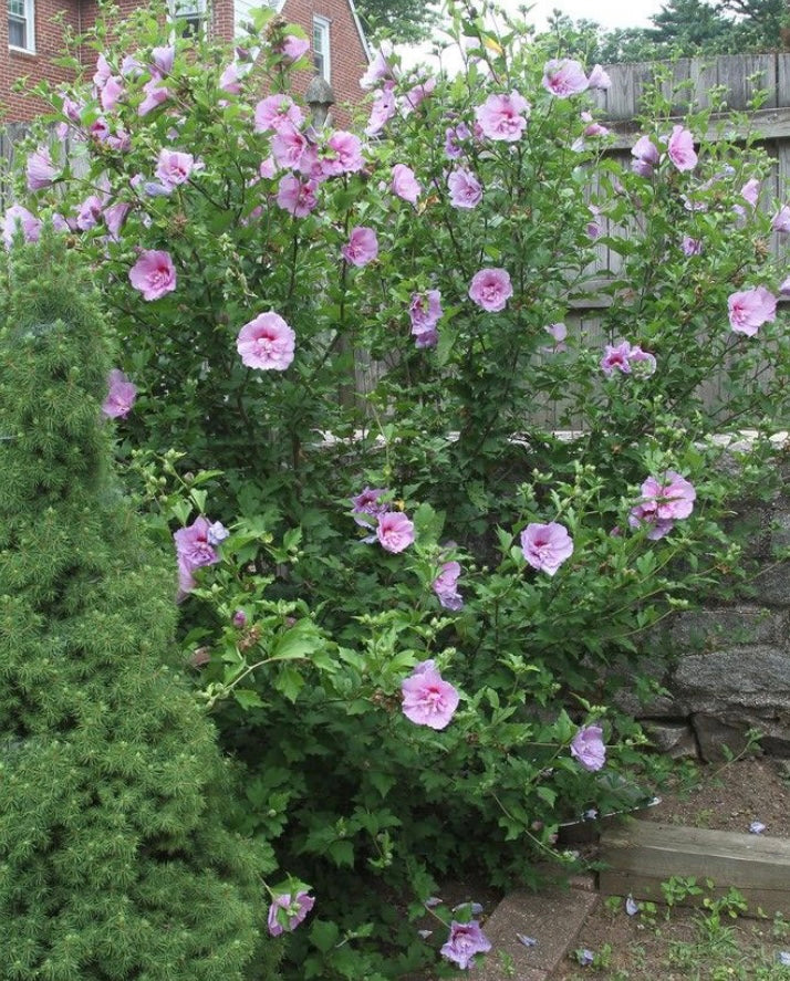 Rose of Sharon Tincture