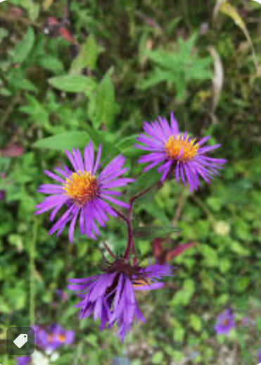 RSV/LUNG INFECTIONS! New England Aster Tincture