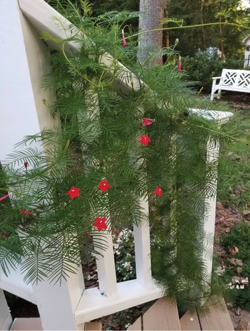 Cypress Vine Tincture/UTI/Diuretic