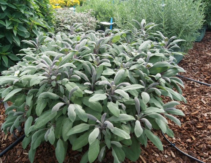 -Back Soon- Sage Tincture- memory/menopause