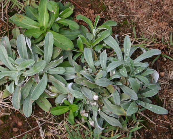 Cudweed (Gnaphalium uliginosum) Tincture