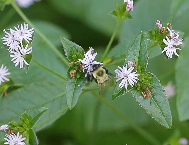 Carolina Elephants Foot (Elephantopus carolinianus)