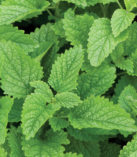 -Be Back Soon- Lemon Balm Extract