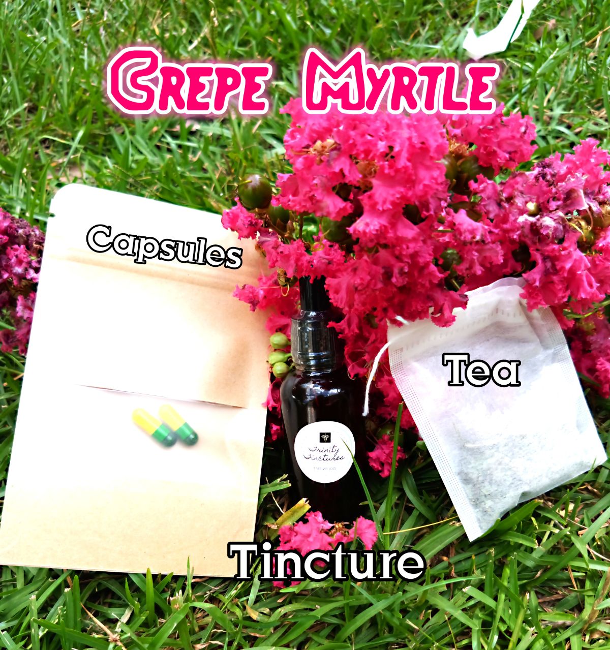 Crepe Myrtle (Lagerstroemia indica )