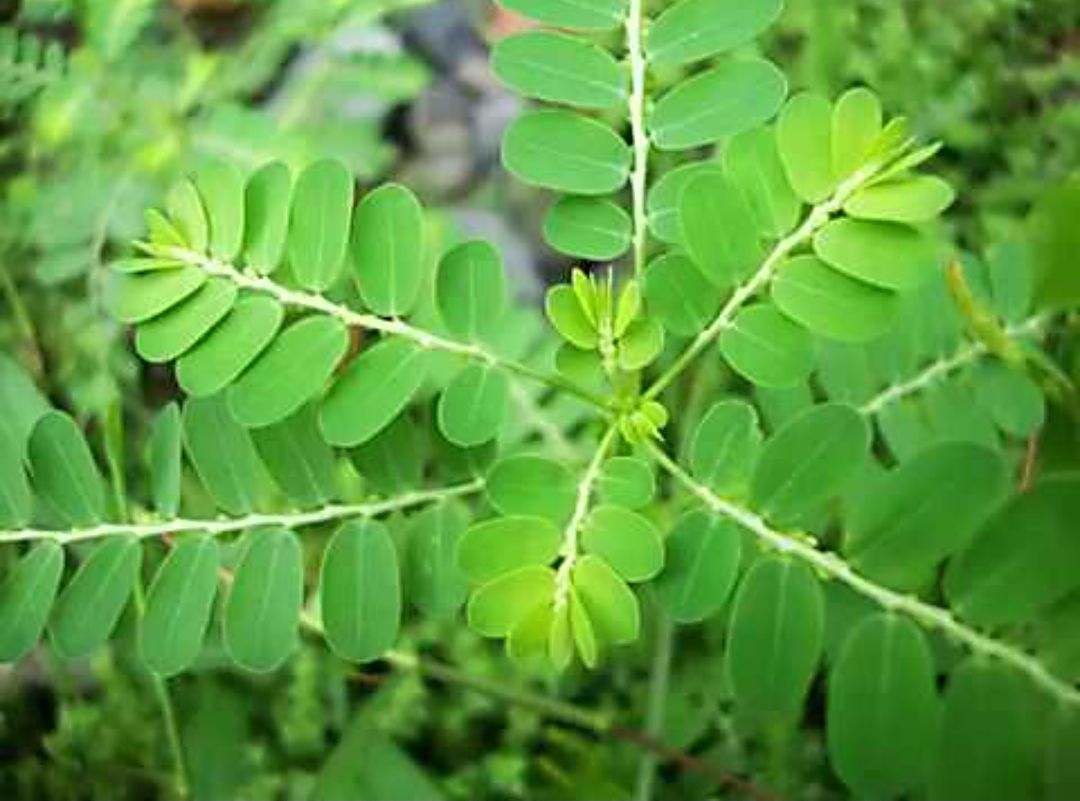 Chamber Bitter Tincture