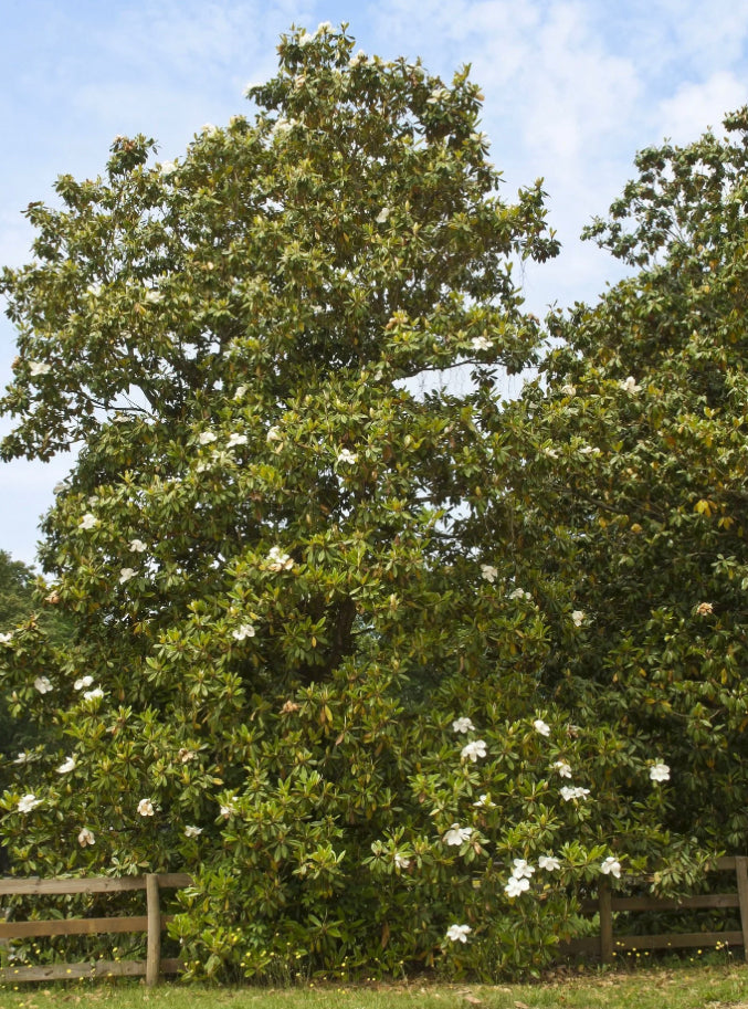 !BACK IN STOCK! Magnolia Bark Tincture