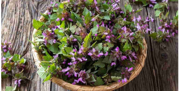 Purple Dead Nettle Tincture