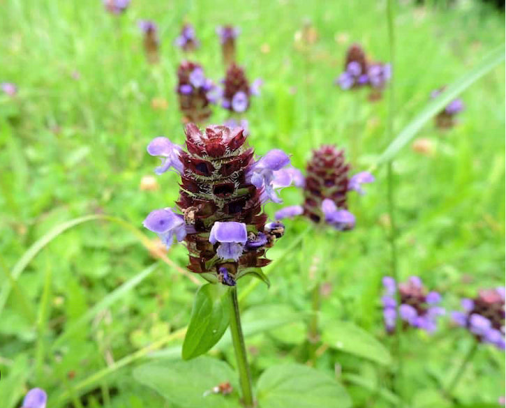 ! BRAND NEW ! Self Heal (Prunella vulgaris)