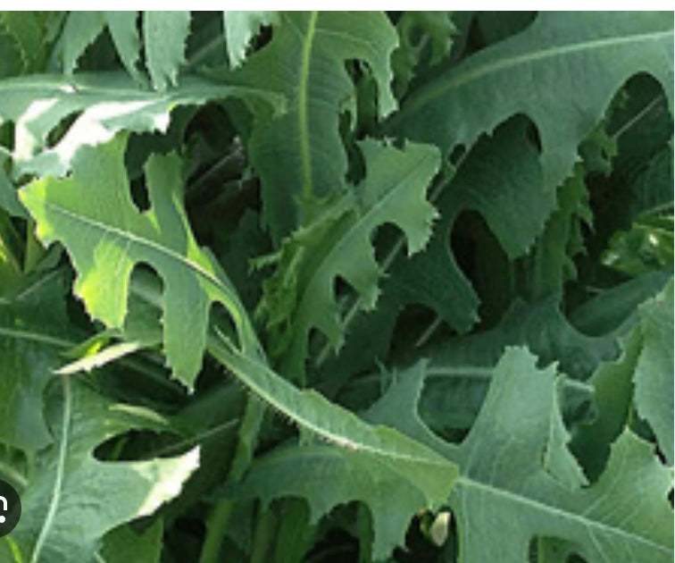 Wild Lettuce (Lactuca Virosa)