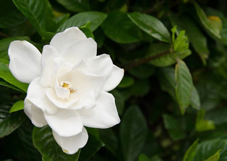 Gardenia Flower Tincture