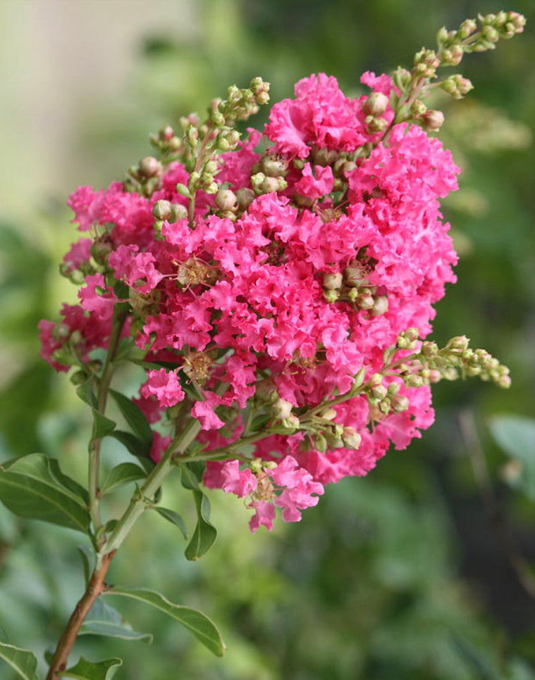 Crepe Myrtle (Lagerstroemia indica )