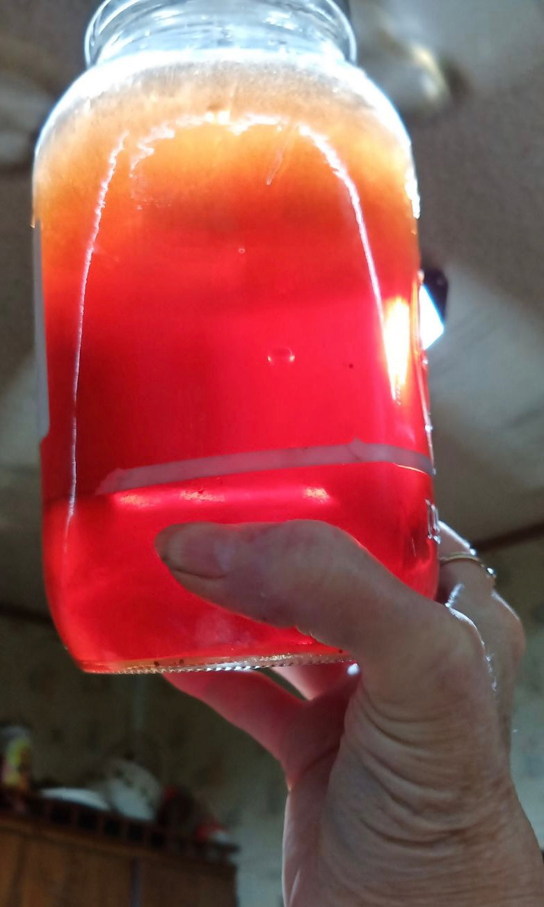 Crepe Myrtle (Lagerstroemia indica )