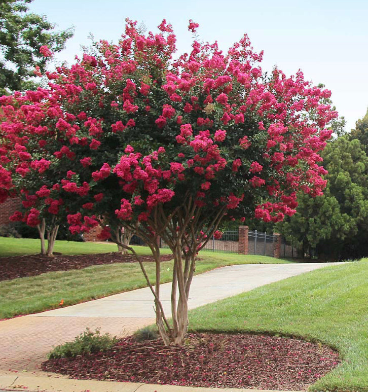 Crepe Myrtle (Lagerstroemia indica )