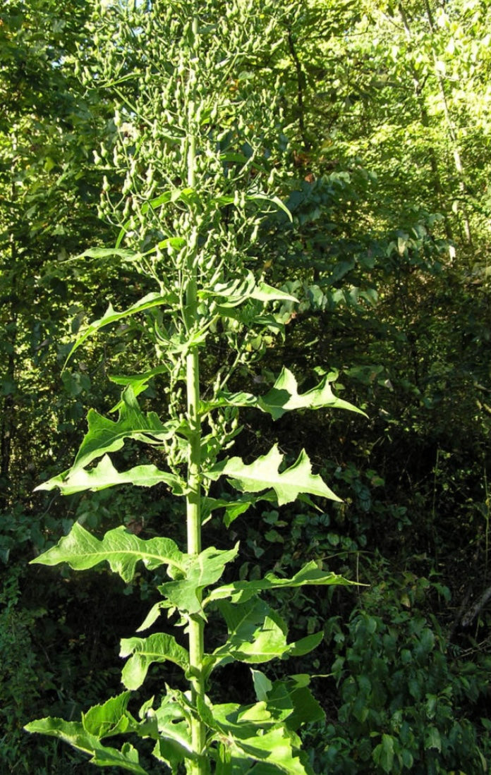 Wild Lettuce/Blue Vervain Tincture