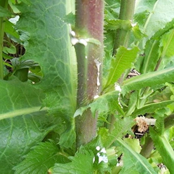 Wild Lettuce/Blue Vervain Tincture