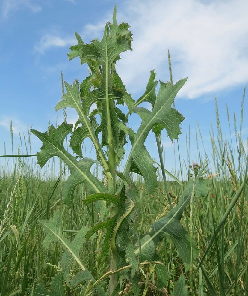 Wild Lettuce/Blue Vervain Tincture
