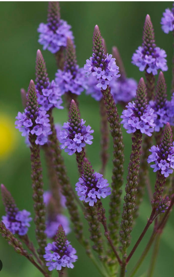 Blue Vervain