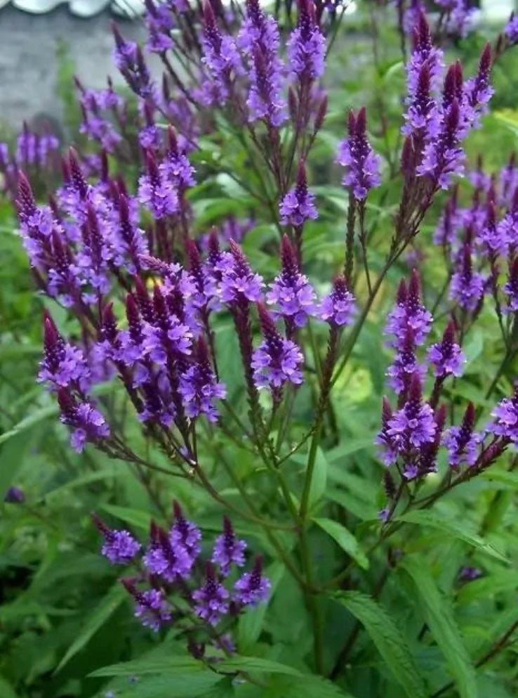 Blue Vervain