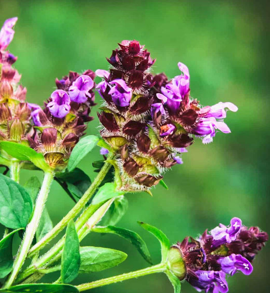 ! BRAND NEW ! Self Heal (Prunella vulgaris)